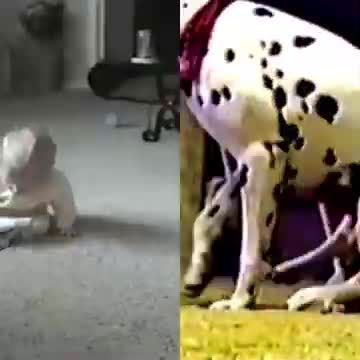 Funny Emotional dog meet Cute baby#2022#cute#funny#status