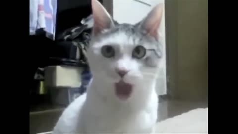 The OMG cat