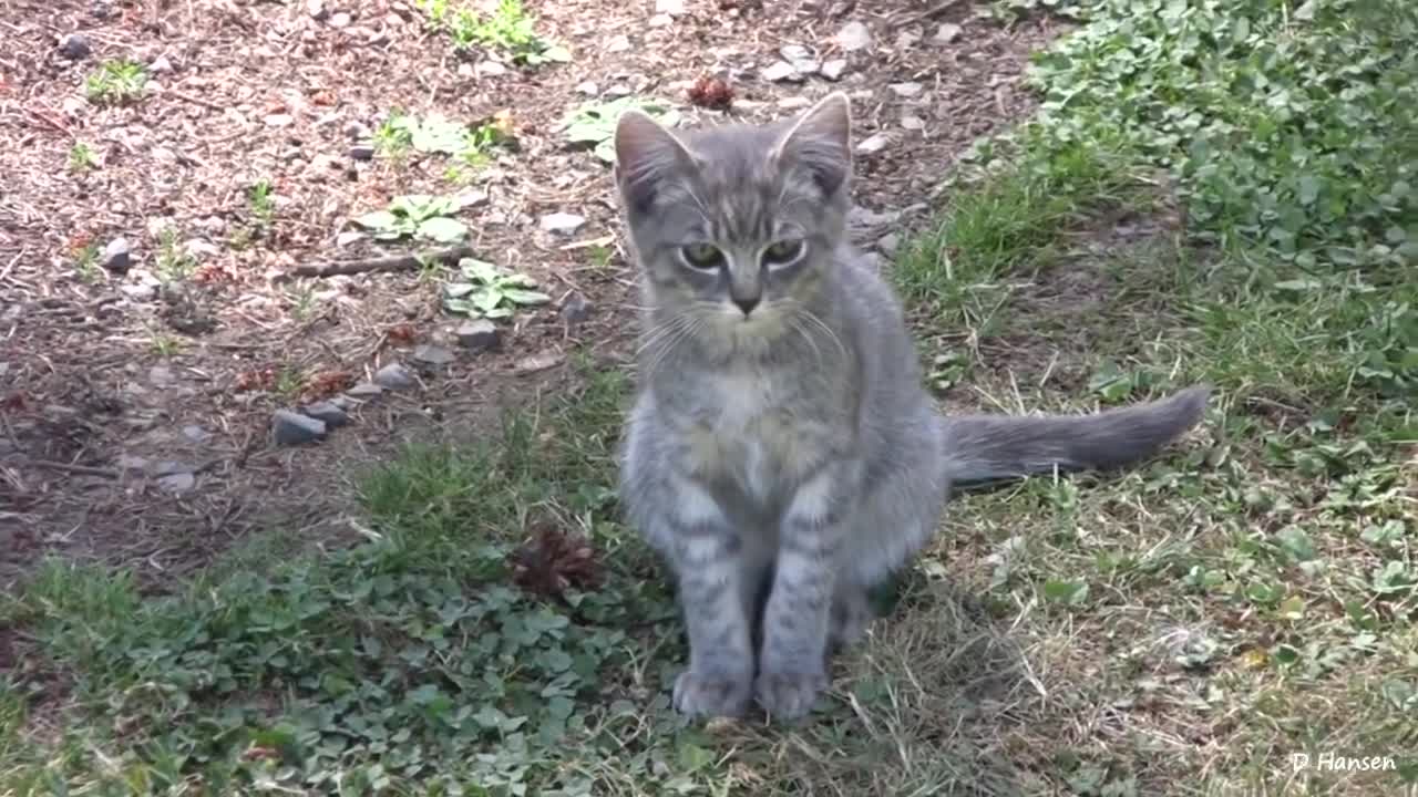 Pit Bull Growls and Snaps at Her Puppies! In (HD).