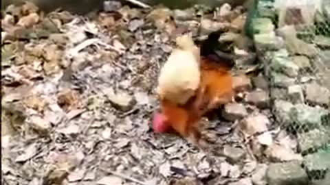 Chicken fighting Dog