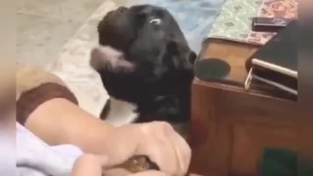 Nail clipping cat vs dogs| funny|reaction| cute☺️