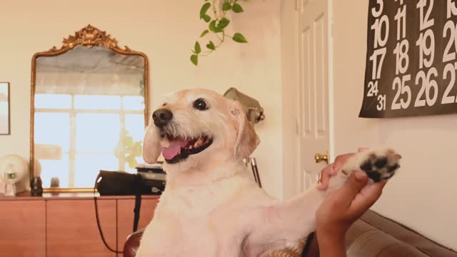 Very funny dog learning to dance