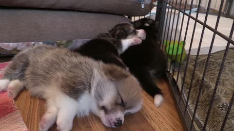 Cute dogs sleeping peacefully.