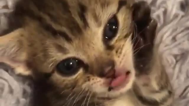 Cute cat/ Beautiful video