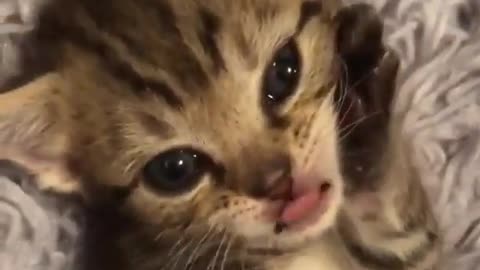 Cute cat/ Beautiful video