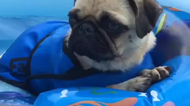 Pug has a chill out moment in the pool