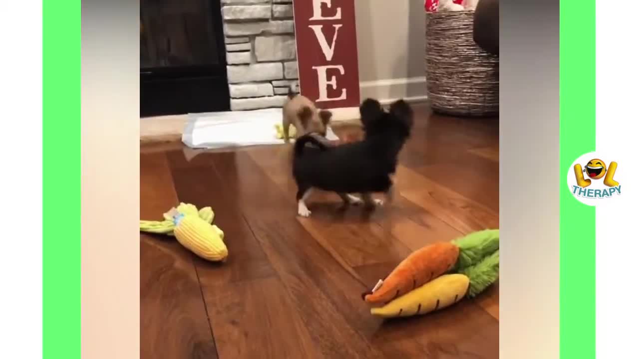 The Cutest Chihuahua Puppy Compilation Ever.