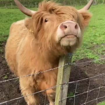 Animals - Cattle cow highland young bull farm Scotland -