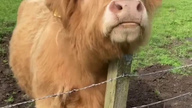Animals - Cattle cow highland young bull farm Scotland -