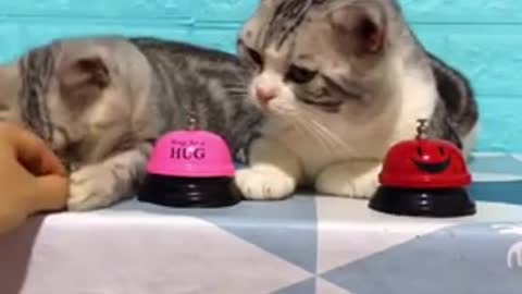 fuuny cat