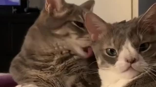 Funny and cute cats will make you laugh all day long🤣🤣 funny cats