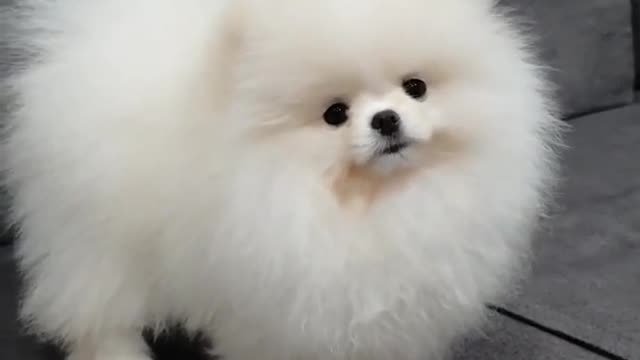 So lovely cute baby dog