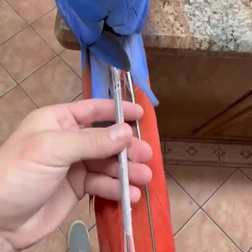 This is what it looks like when a bird gets a new feather