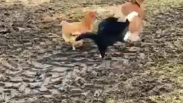 The cat is trying to annoy the hen's family