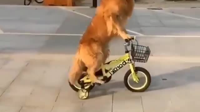 Genius Dog manage to ride bike happy moment for owner.