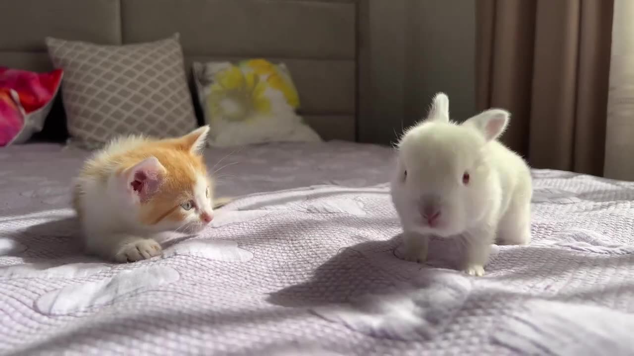 Funny Kitten Plays with Tiny Bunny [Lovely Friendship]