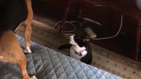 Black white cat tries to play with brown dog who just sits still