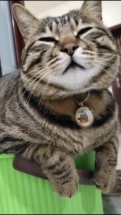 Funny cat Funny cats Funny cat videos2021