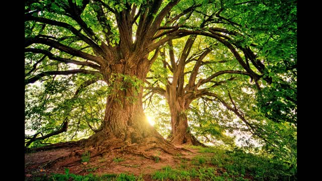 Sounds of wildlife Beautiful birdsong Landscapes of the forest