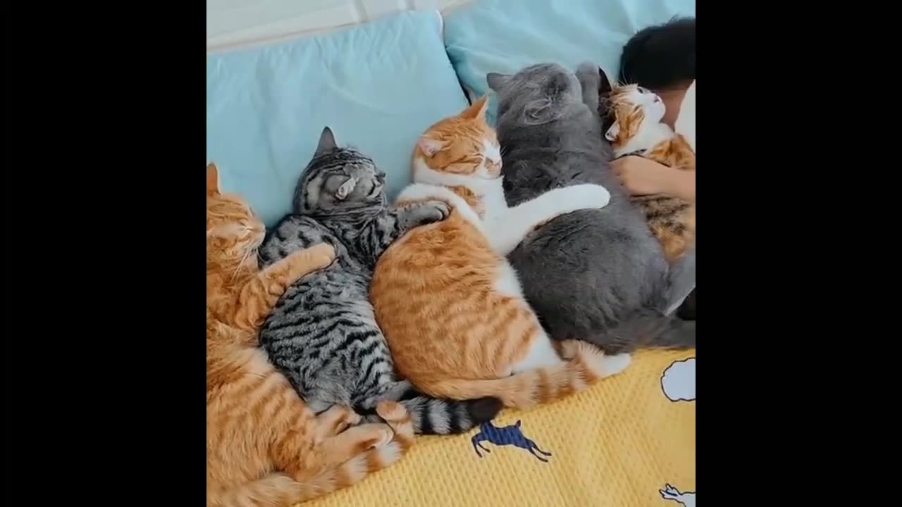 Cutest Cats and Dogs