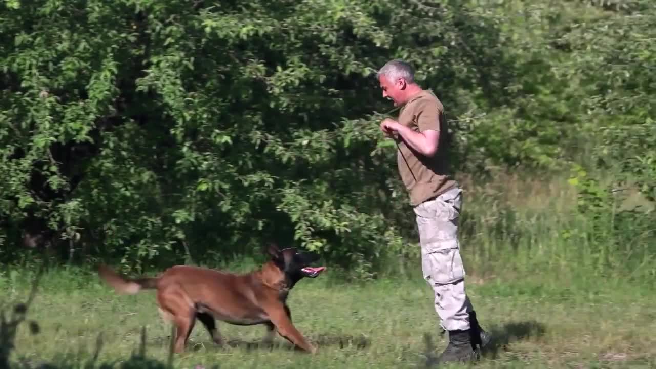 Training For Dogs - Unique Dog Training