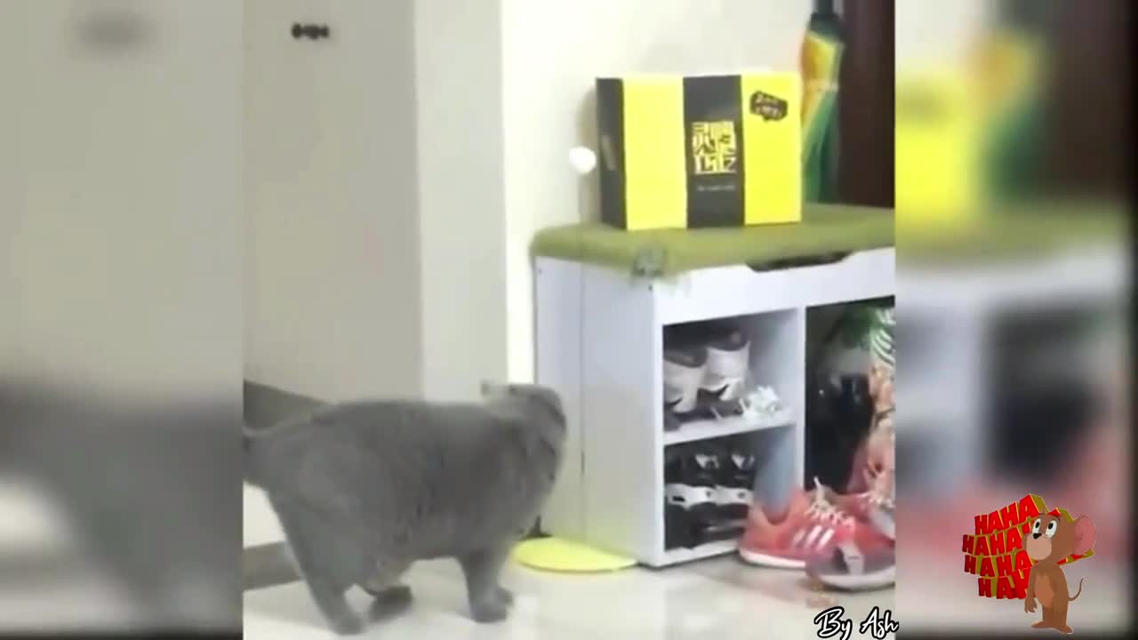 Funny Cats #short #2