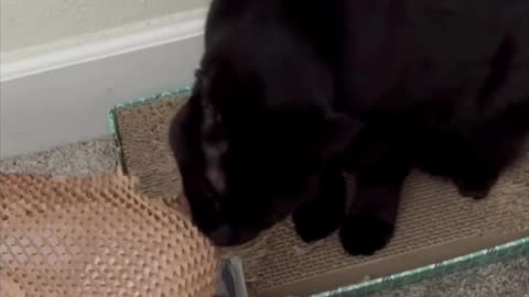 Adopting a Cat from a Shelter Vlog - Cute Precious Piper Prepares the Shipping Material #shorts