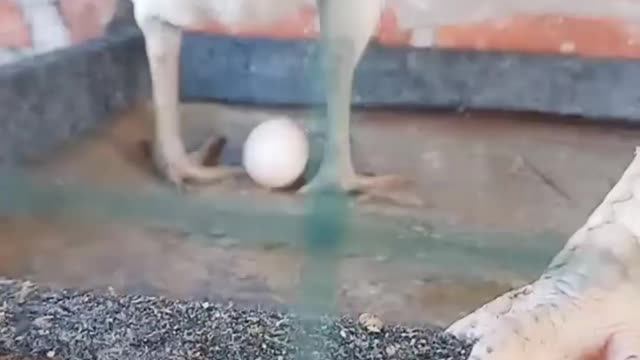 hen laying an egg