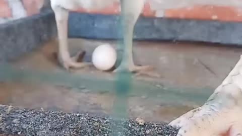 hen laying an egg
