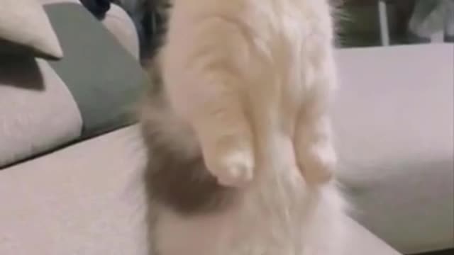 ⚠️ Funny cats, jokes and kitties 91 ⚠️