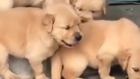 🥳Funny animals videos 😂😂😘😘