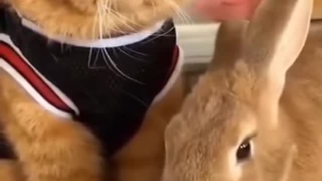 Cute Cat | Cute Pets Funny Animals Compilation #shorts