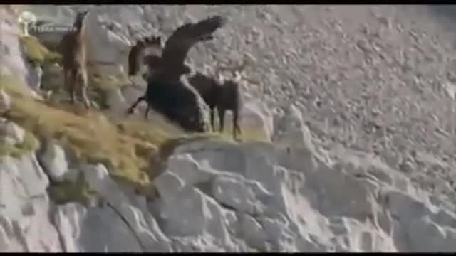 Eagle attacked Markhor goats and Goats weight was too much