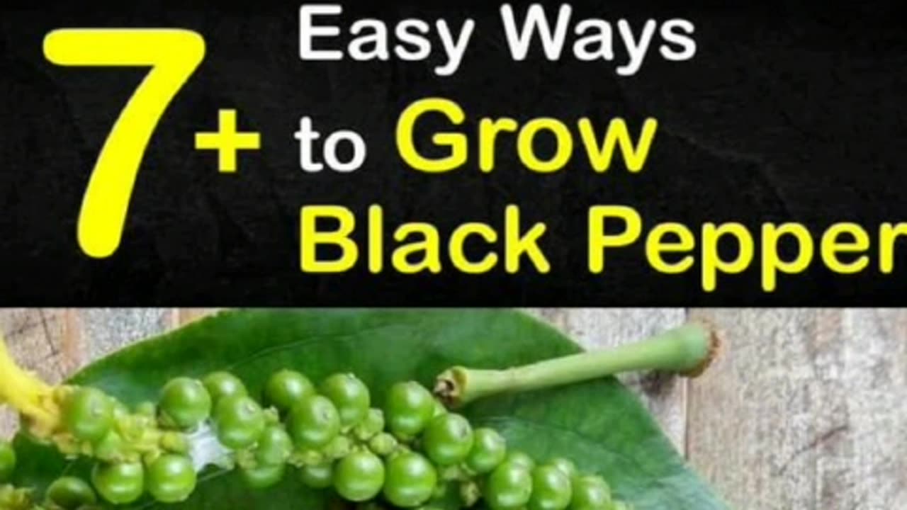 Black pepper A cancer fighter