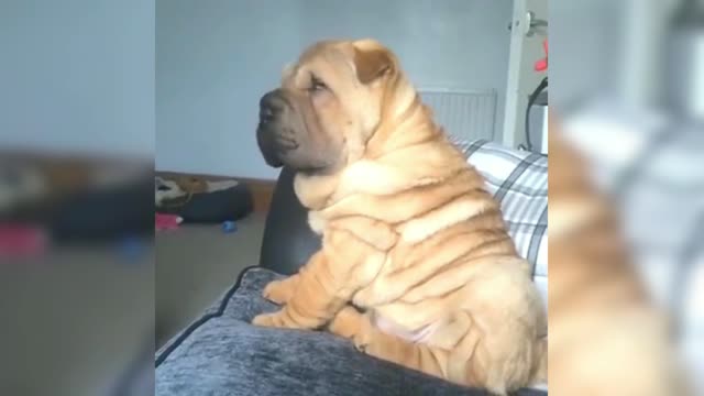 Shar Pei sitting on the sofa, thinking about the daily life of life, accidentally fell off the sofa