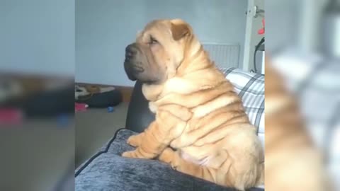 Shar Pei sitting on the sofa, thinking about the daily life of life, accidentally fell off the sofa