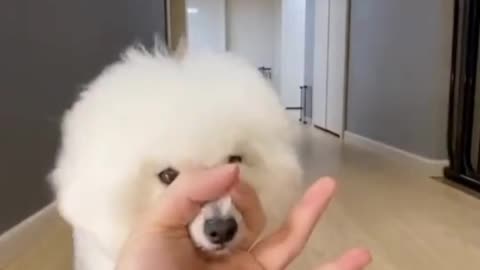 FUNNY CUTE DOG WITH OWNER