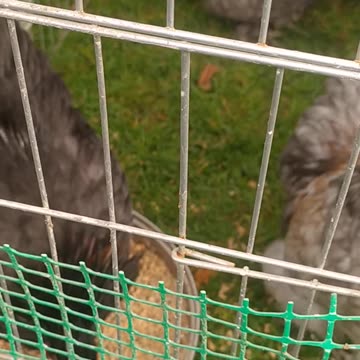 Little cute hens have beautiful hairstyles