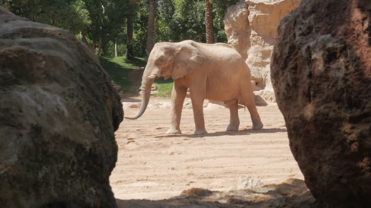 African Elephant In Bioparc Of Valencia Spain