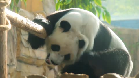 The giant panda