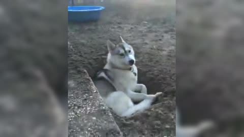 Husky: After digging the hole, it’s just right to sit in the hole and rest