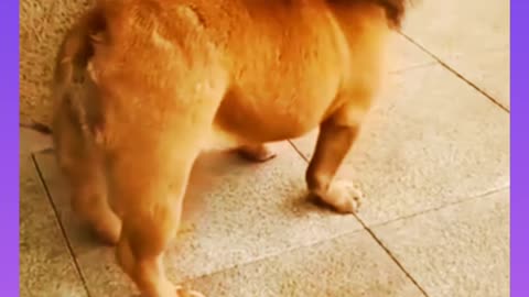 Funny Dog 🐕 video 🤣