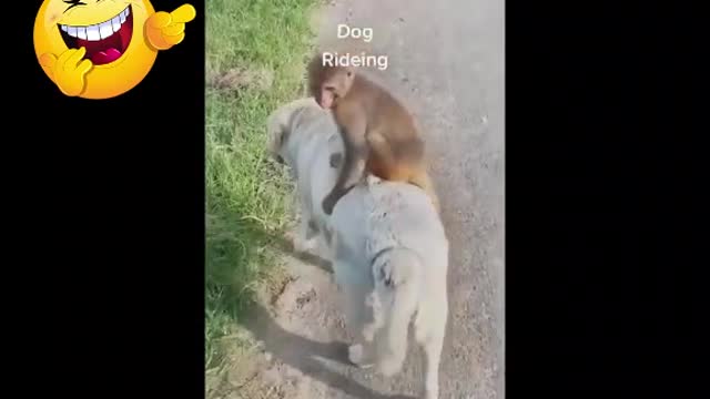 monkeys funny video watch till end