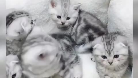 A group of cute kittens, cute again