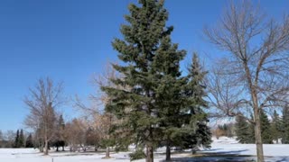 Rundle park in winter