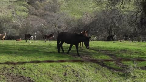 Amazing beautiful horses # horse #horses