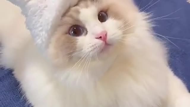 This Kitten Cat how beautiful _ Funny Cute Cats Videos