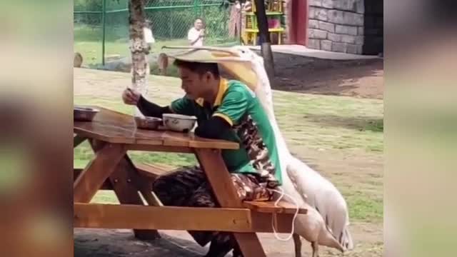 funny bird disturb a man