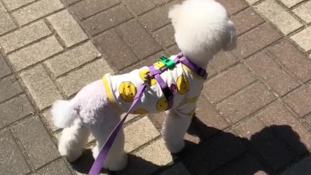 poodle wearing a smile pattern T-shirt enjoying the spring breeze