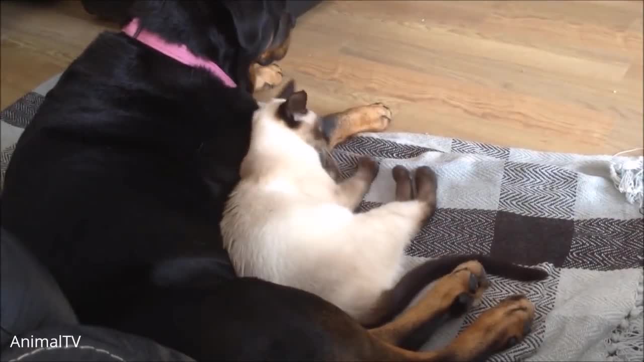 Siamese Kittens Playing - Cute Compilation, cute mischievous cat